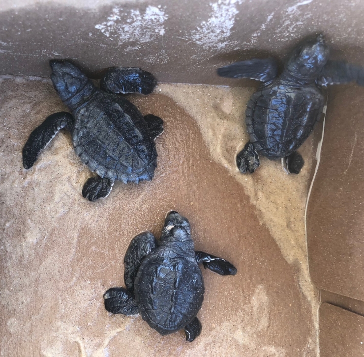 Gulf Turtle Babies