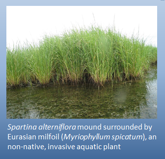 Spartina surrounded by invasive species