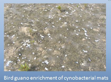 guano