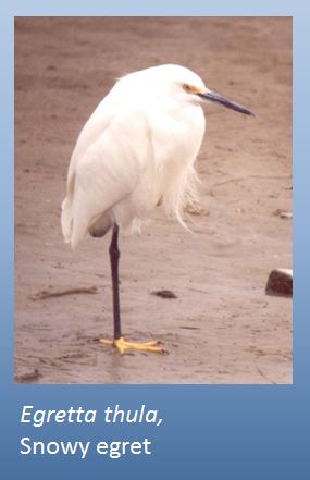 snowy egret
