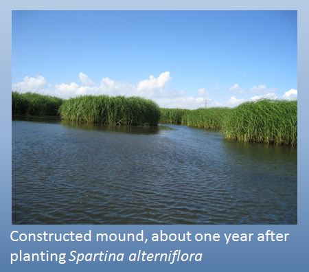 mounds of spartina grasses