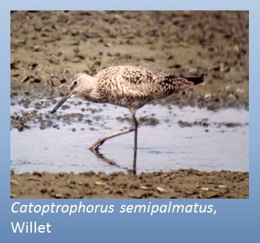 willet