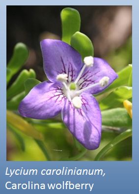 wolfberry