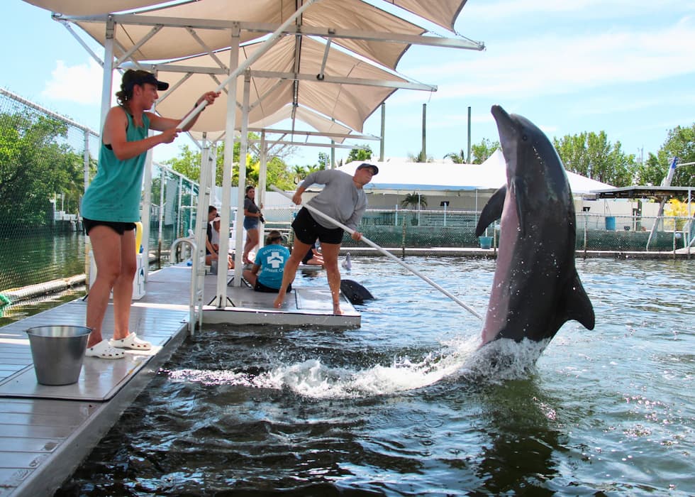 Former student Rhiannon Nechero at her internship at Dolphins Plus Marine Mammal Responder Facility in Key Largo, Florida. 