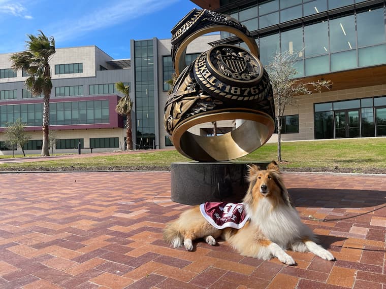 Reveille X posing in front of the Aggie Ring Statue