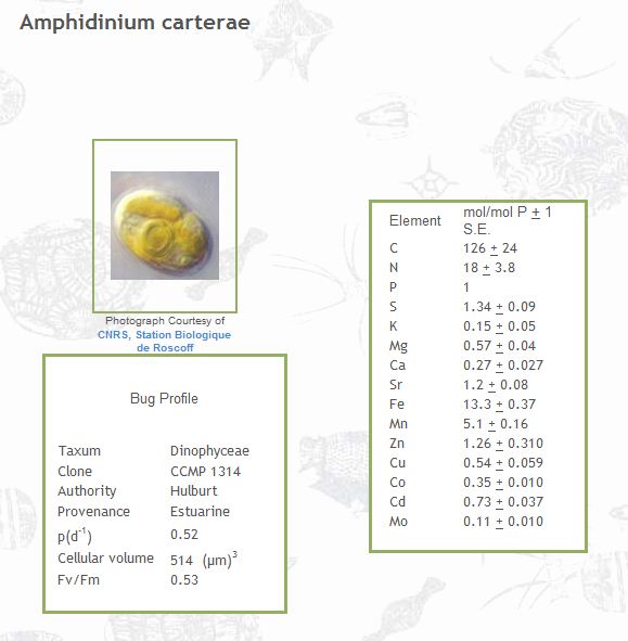Amphidinium carterae