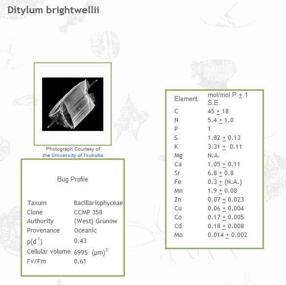 Ditylum brightwellii