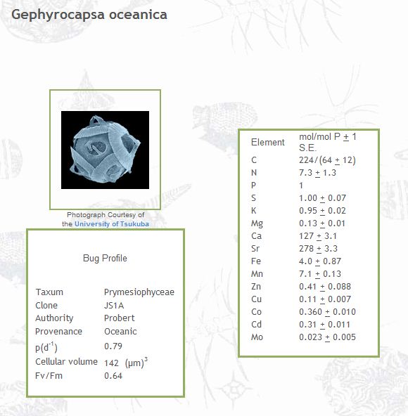 Gephyrocapsa oceanica