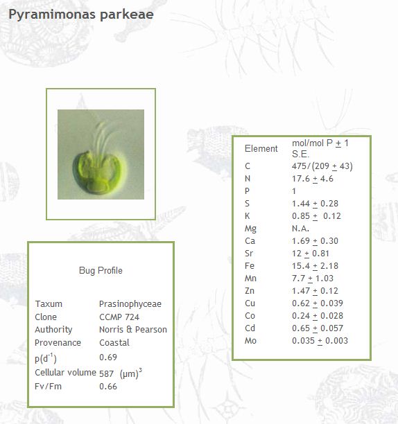 Pyramimonas parkeae