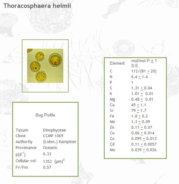 Thoracosphaera heimii