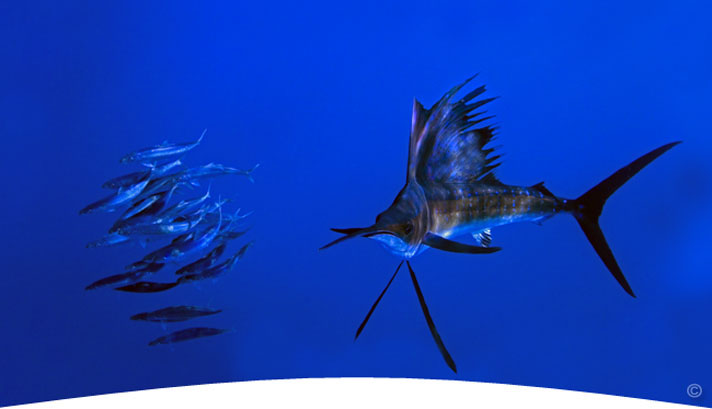 Copyright Open Water Images