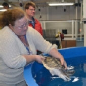 First_turtle