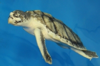 sealife/images/Turtle_2AM-28362_AndrewMcInnes.jpg