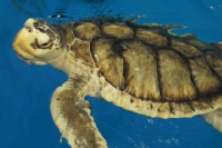 sealife/images/Turtle_2AM-28372_AndrewMcInnes_thumbnail.jpg