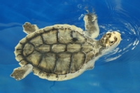 sealife/images/Turtle_2AM-28375_AndrewMcInnes_thumbnail.jpg