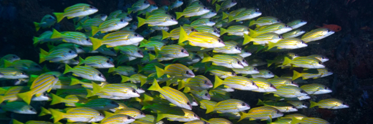 Snapper Banner