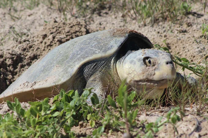 sea turtle - picture 1