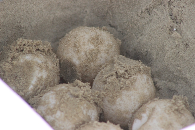 Sea Turtle eggs