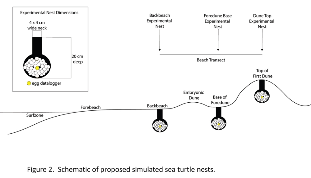 experimental nest