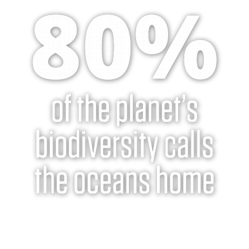 80% of the planet's biodiversity calls the oceans home