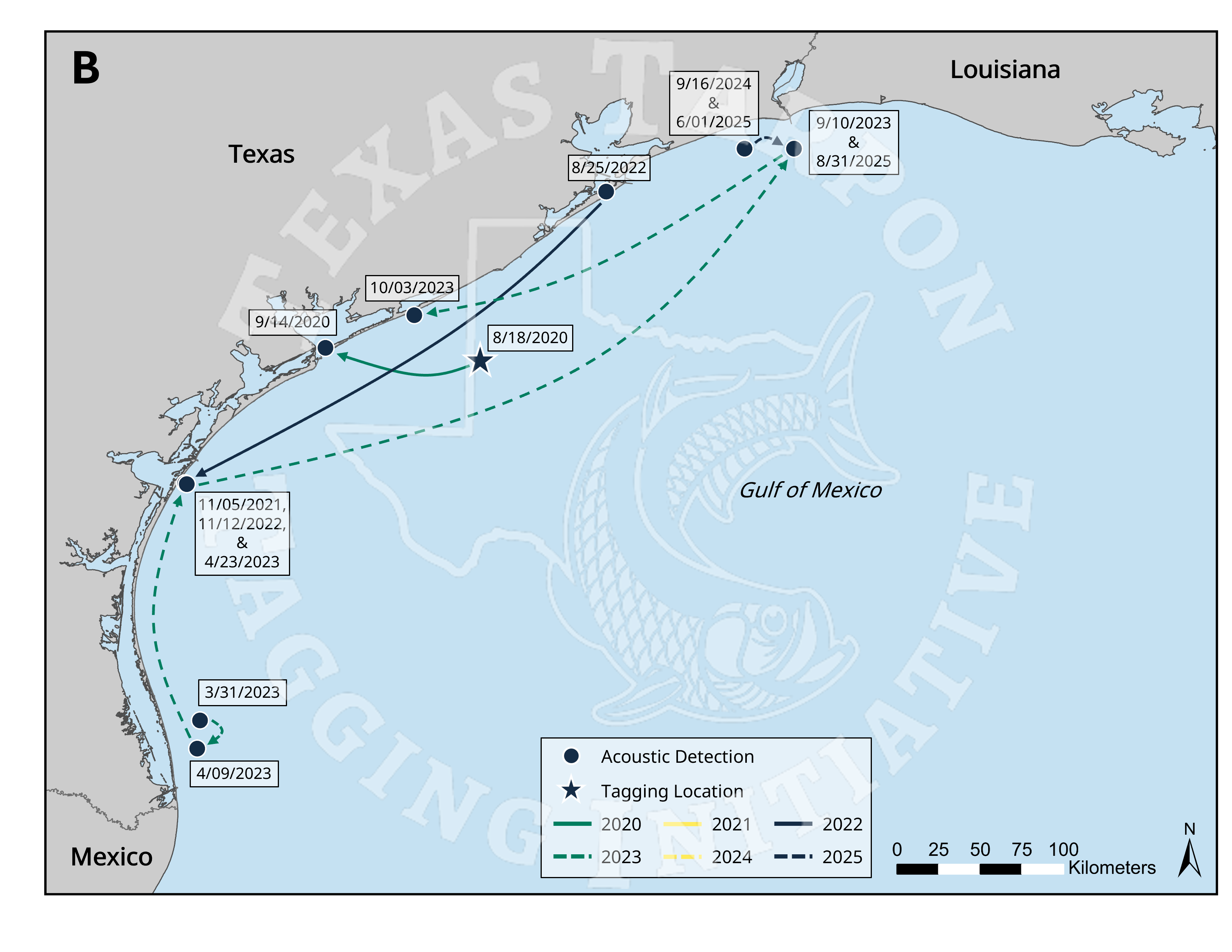 Individual tagged in 2020 that displays site fidelity by passing by the same receiver close to the same exact date in consecutive years.