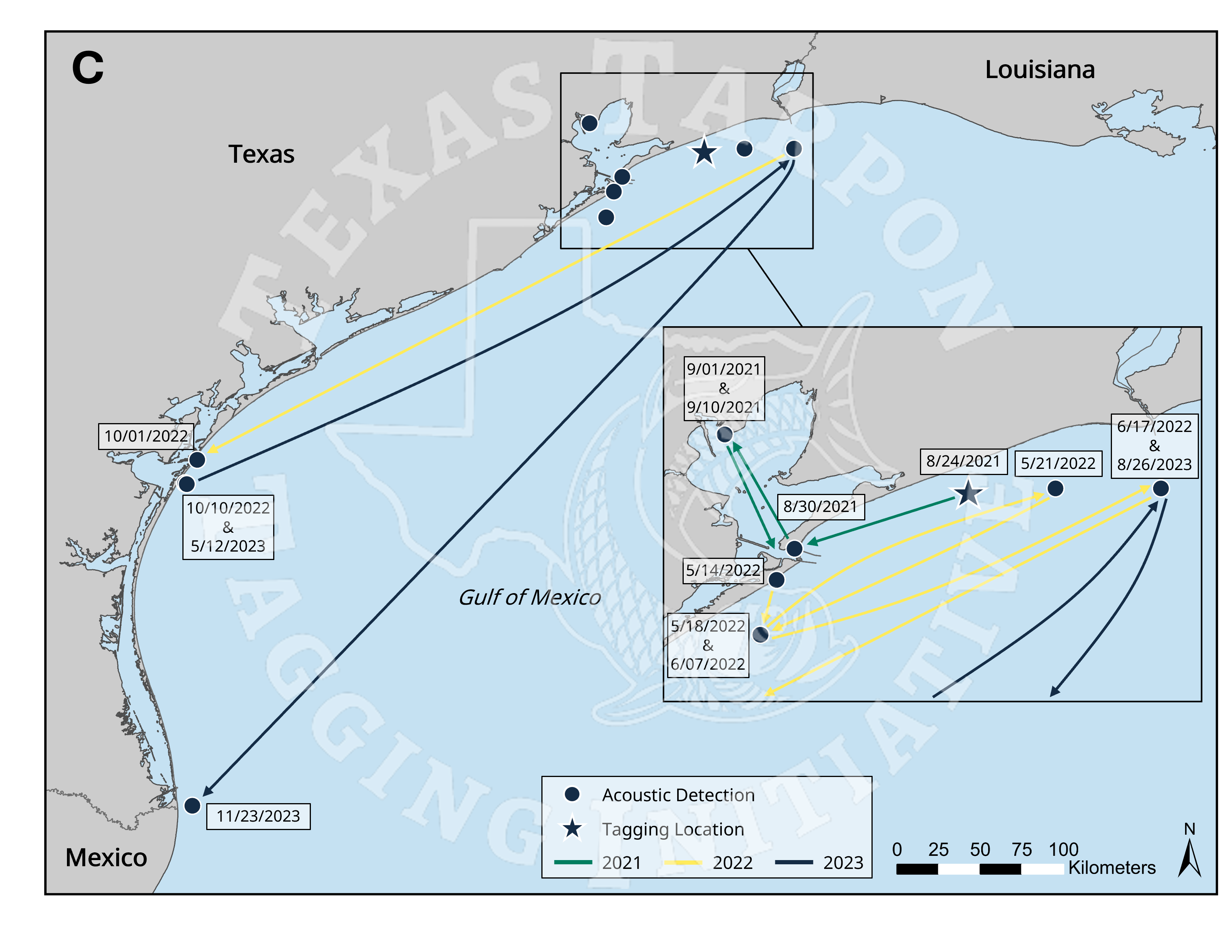 Movement tracks displaying a tagged individual from 2021 moving into the Galveston Bay Complex for 10 days before leaving to coastal waters. This same individual returned to the Galveston region in the following two years