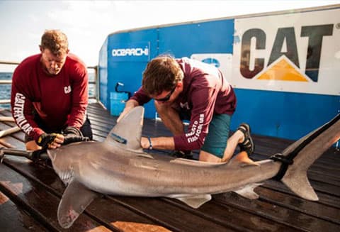 Marine Biology Degrees - Texas A&M Galveston, TX