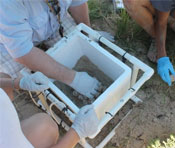 Turtle eggs recovered