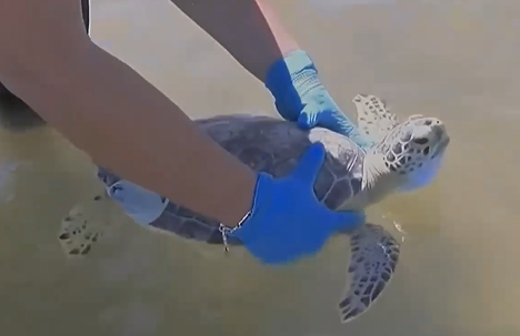 Algernon, an adolescent green sea turtle, prepares a deep breath before splashing the team when he swims away.