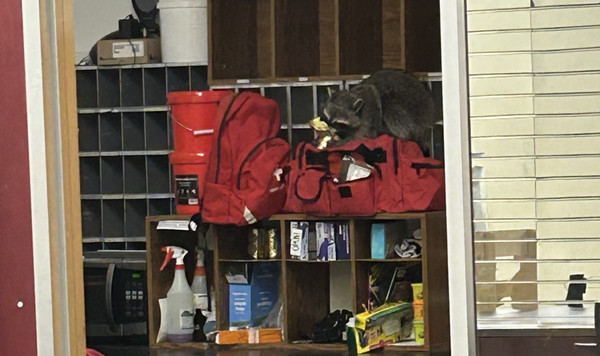 Raccoon in the Rec
