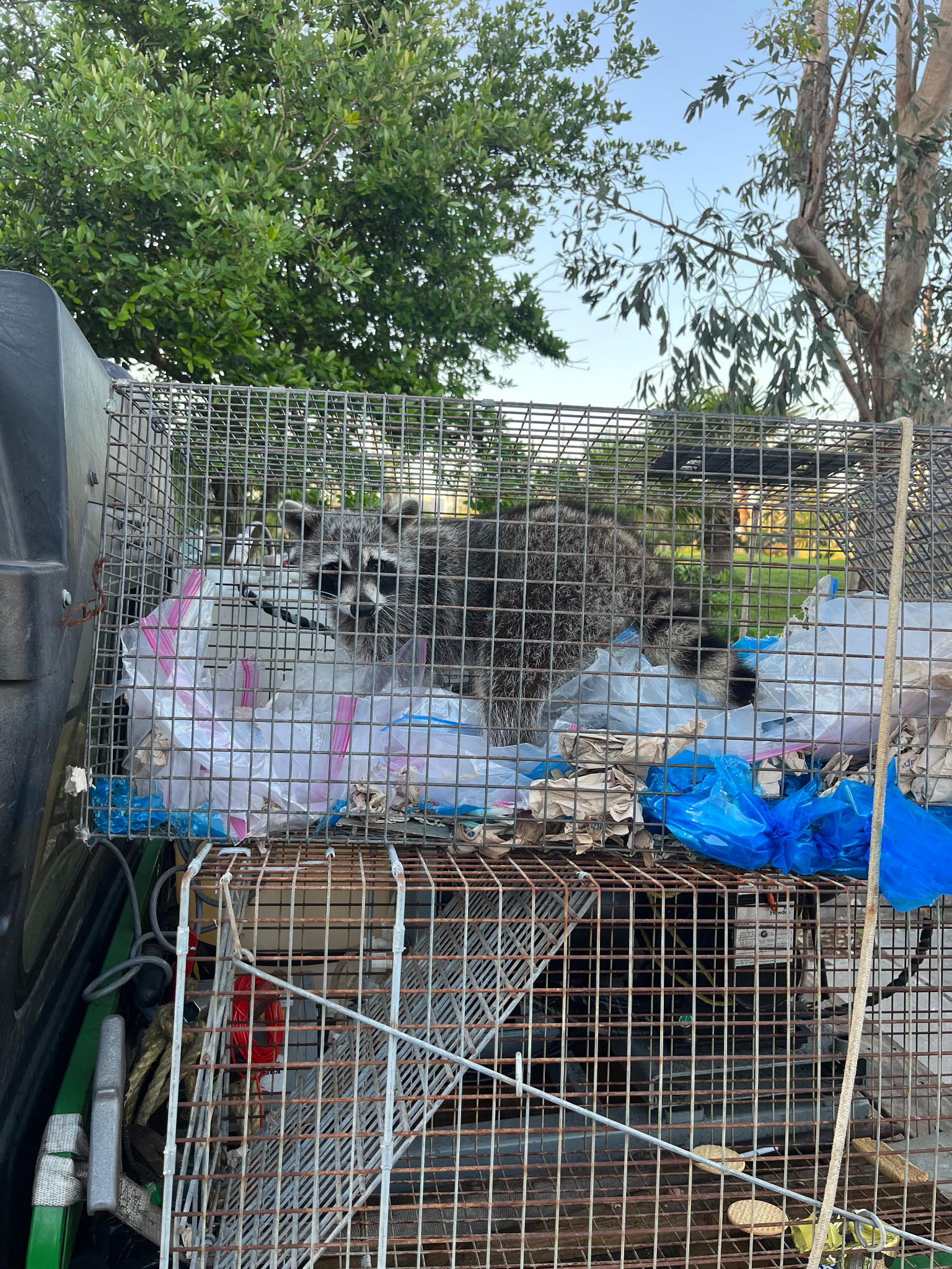 Raccoon in crate.