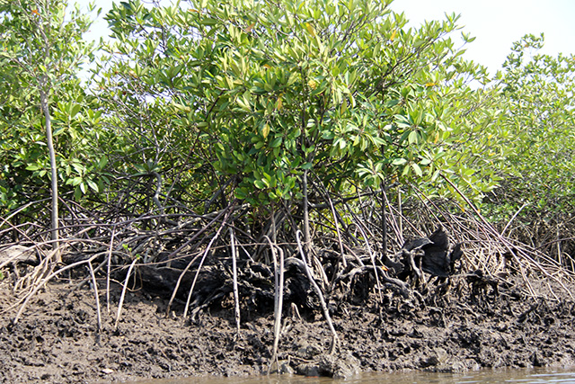 Black mangroves