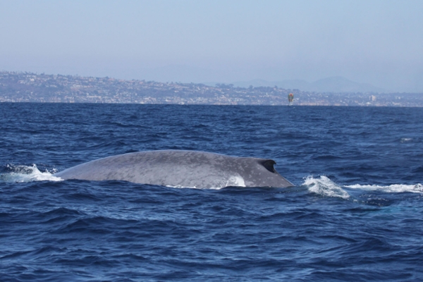 A blue whale surfaces near Catalina Island in California. Dr. Ana Širović is studying how human-created sounds relating to vessel traffic effect boat strikes with whales in California using bioacoustic listening and recording devices. 