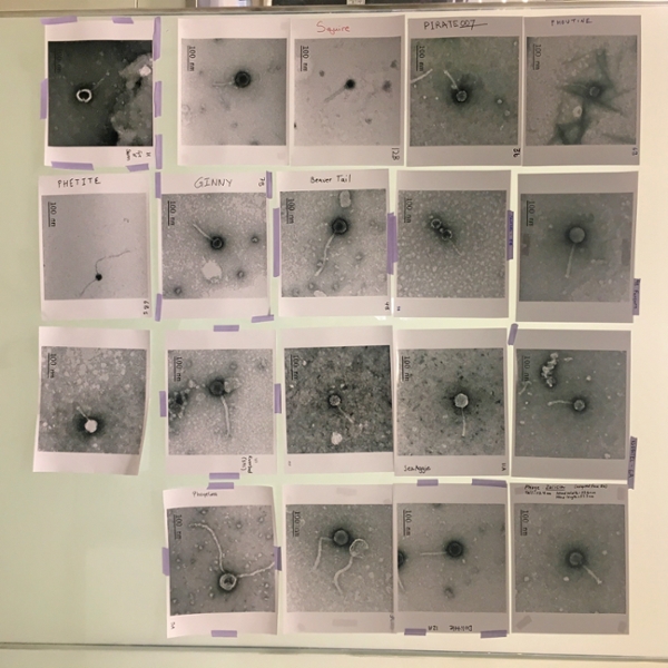 A display of all the phages that were isolated by the SEA-PHAGES instructors during the SEA-PHAGES Discovery workshop.