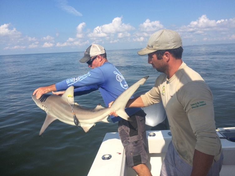 TAMUG's Drs. John Mohan and David Wells studied the mortality rates of blacktip sharks through charter fishing tours and angler management. 