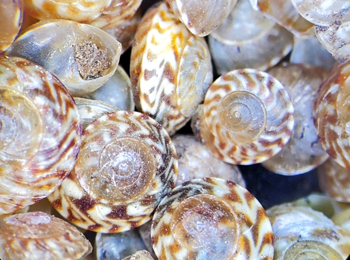 A close-up of the some of the snail shell specimens Slapcinsky is busy studying and cataloging. 