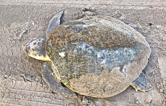 A Kemp's ridley photographed in Galveston. 