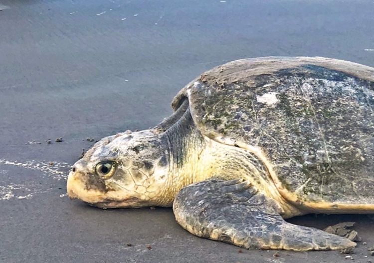 A Kemp's ridley faces the tide on the beach in Galveston. (Photo by Carlos Rios,  permitted sea turtle responder)