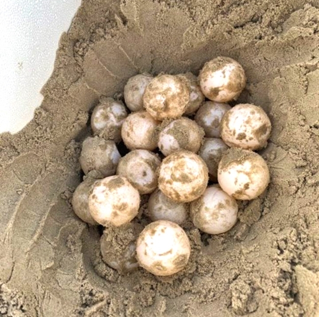 A nest of sea turtle eggs