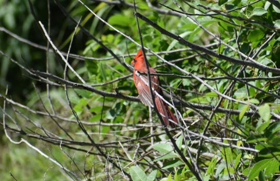 A Northern Cardinal 
