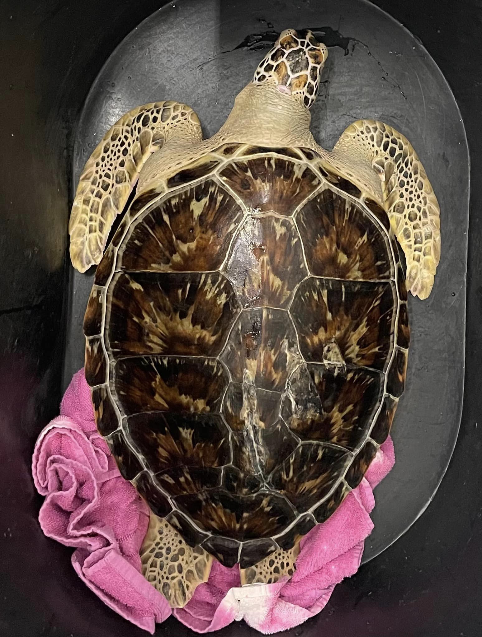 Photo of Slash the sea turtle documenting his carapace injury