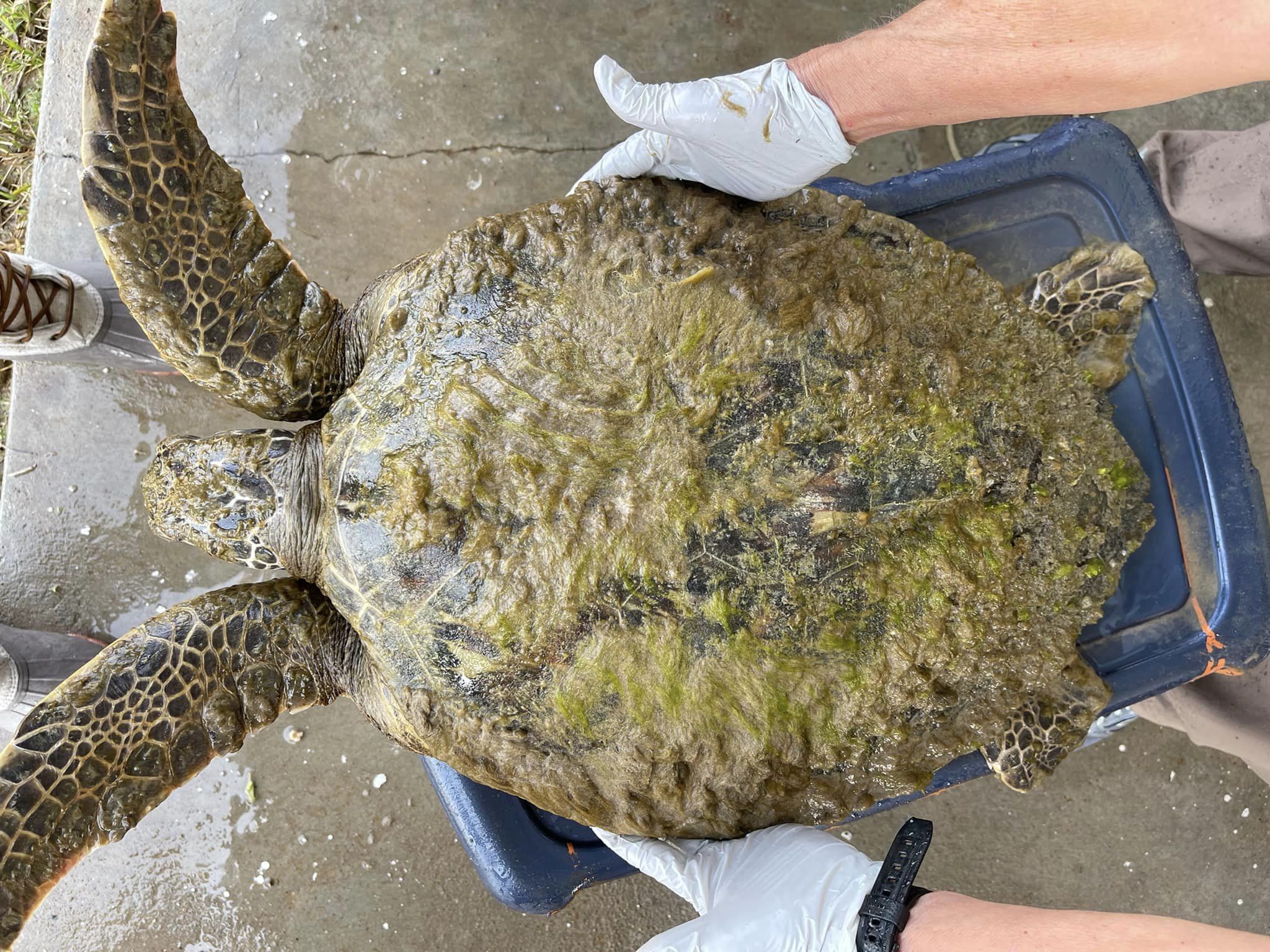 Photo of Slash the green sea turtle after rescue with algae covering his carapace
