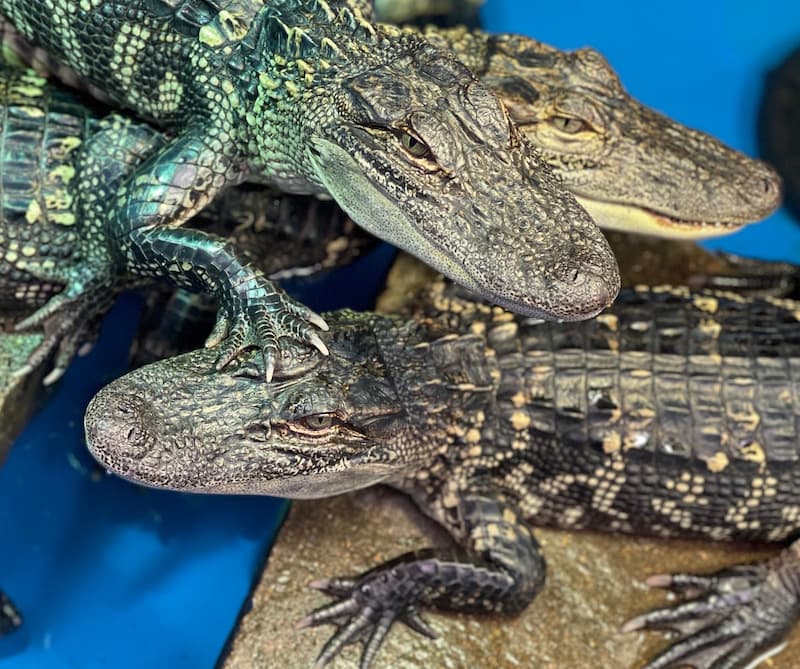 Alligators in the care of the Sea Life Facility at Texas A&M University at Galveston