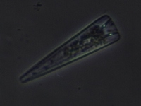 Licmophora sp.