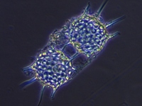 Odontella sp.