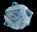 gephyrocapsa