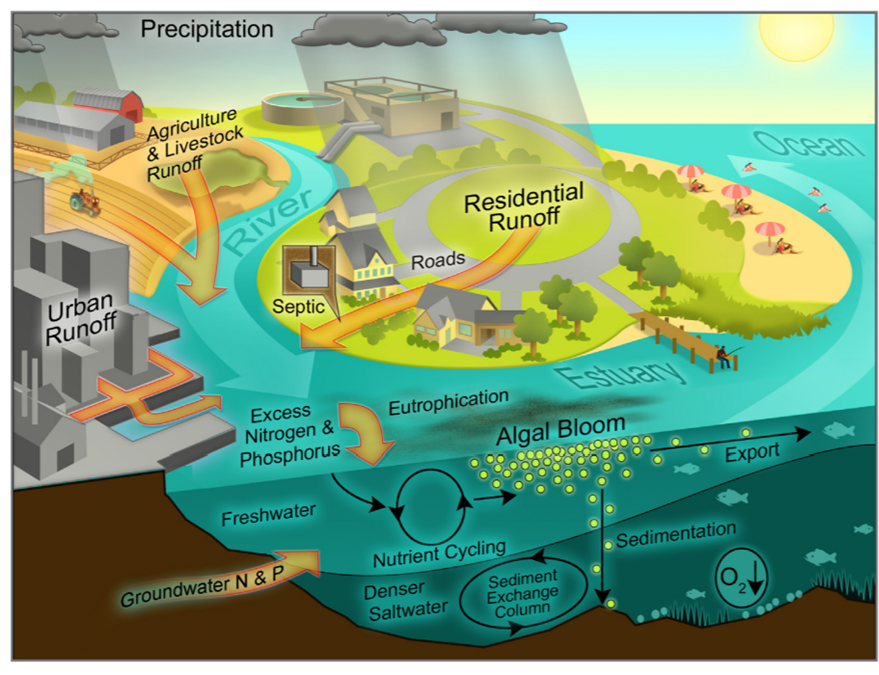 factors contributing to algal bloom formation