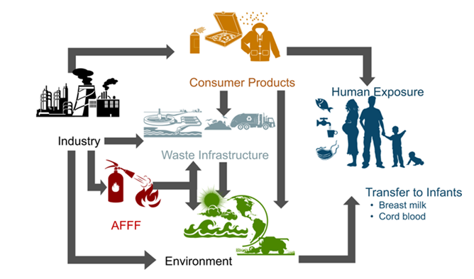 Routes of environmental exposure of PFASs