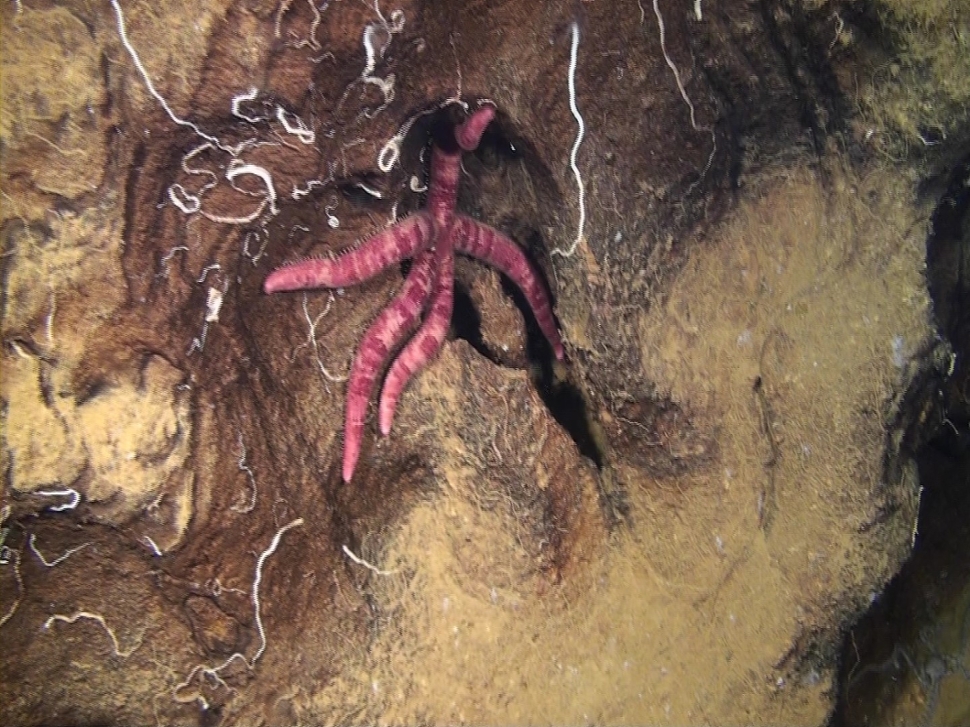 Copidaster cavernicola