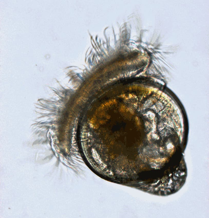 Oyster Larvae